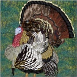 Stained Glass Pattern-Male Turkey