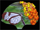stained glass pattern Glasswing Butterfly