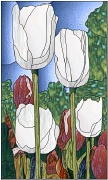 stained white and red tulips