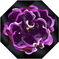 Stained Glass Pattern Gloxinia
