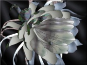 Stained Glass Pattern Night Blooming Cereus