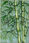stained glass pattern bamboo