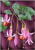 Stained Glass Pattern Fuschias