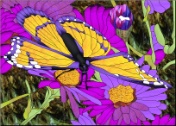 Stained Glass Pattern Butterfly Stroll Through the Daisies